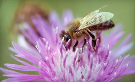 Beekeeping Workshop with Honey Tasting for One, Two, or Four at Retzlaff Winery from Gerard'Z Honeybees (Up to 64% Off) - Primary Image