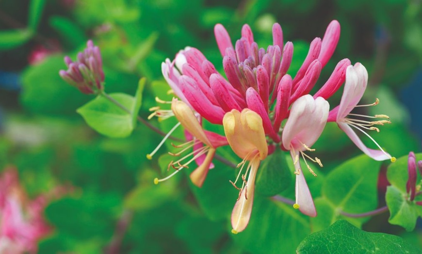 Image 12: Potted Fragrant Honeysuckle Plants – Trio of Varieties
