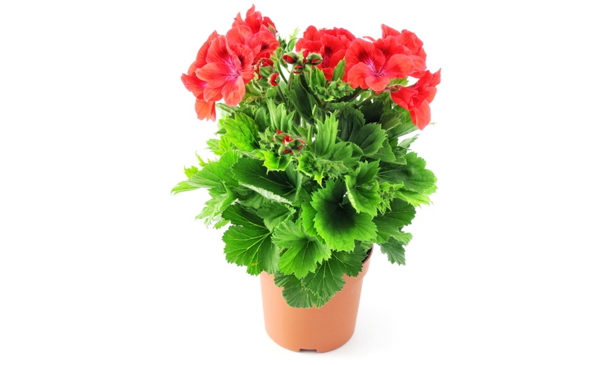 Image 5: Regal Pelargonium Plug Plants