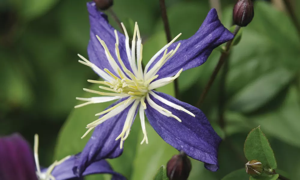 2 ou 3 Clématites odorante Aromatica, 7 cm à la livraison pot inclus - Primary Image