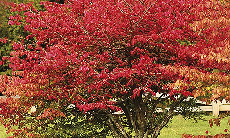 One Bare Root of Red Burning Bush - Primary Image