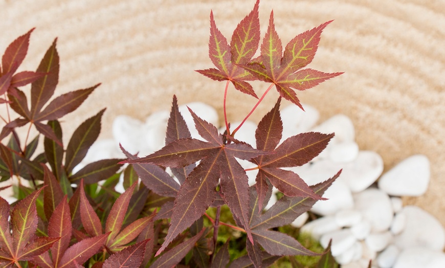 Image 7: Set van 4 Japanse esdoorns 'Acer Palmatum'