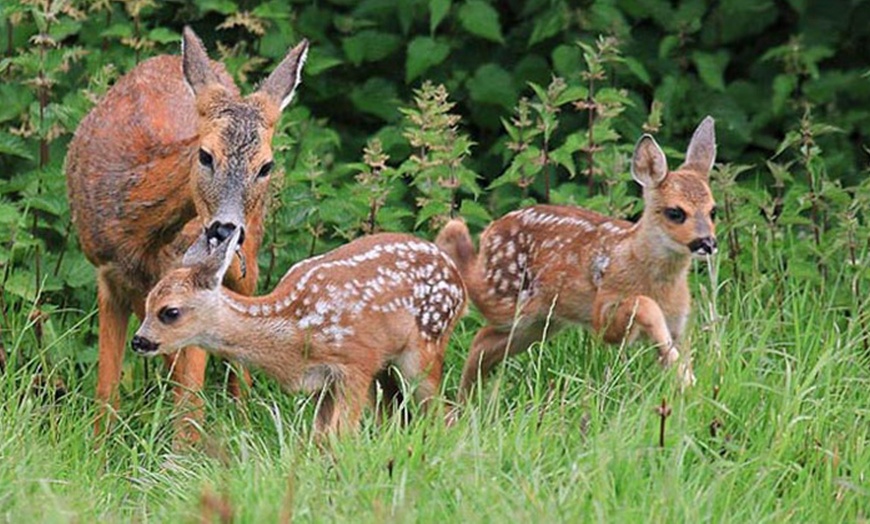 Image 7: Deer Centre Family Entry £11.50