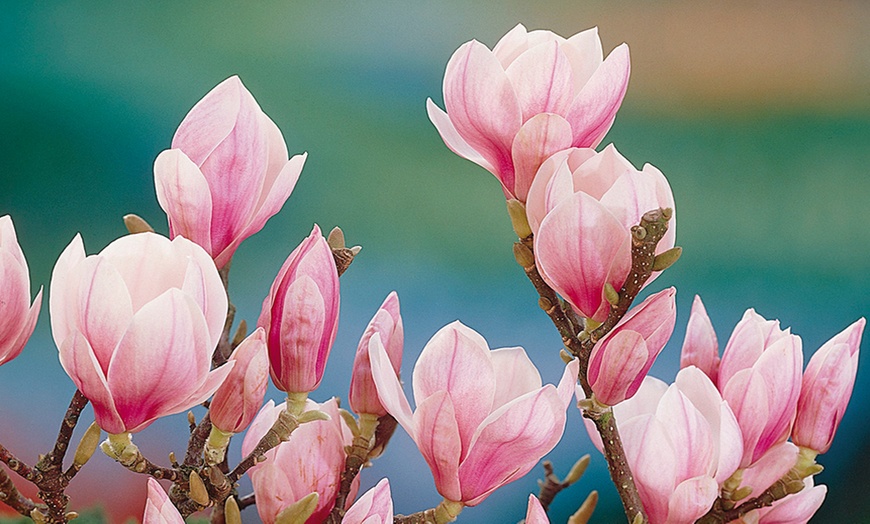 Image 3: Patio Standard Lucky Red Magnolia
