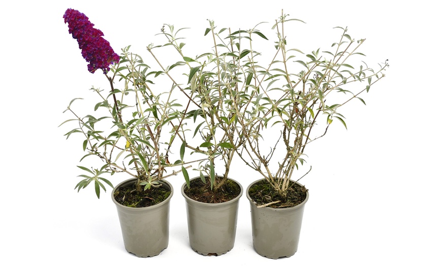 Image 6: Set di 3 Buddleja davidii Butterfly Bush