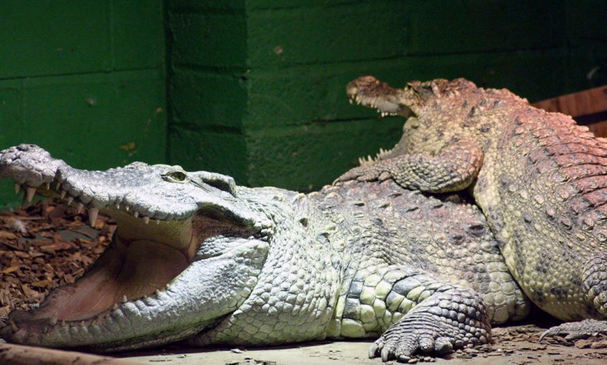 Image 3: Crocodiles of the World