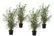 Plantas de bambú Fargesia Asian Wonder, Fargesia Rufa o Fargesia Nitida Gansu - Second Medium