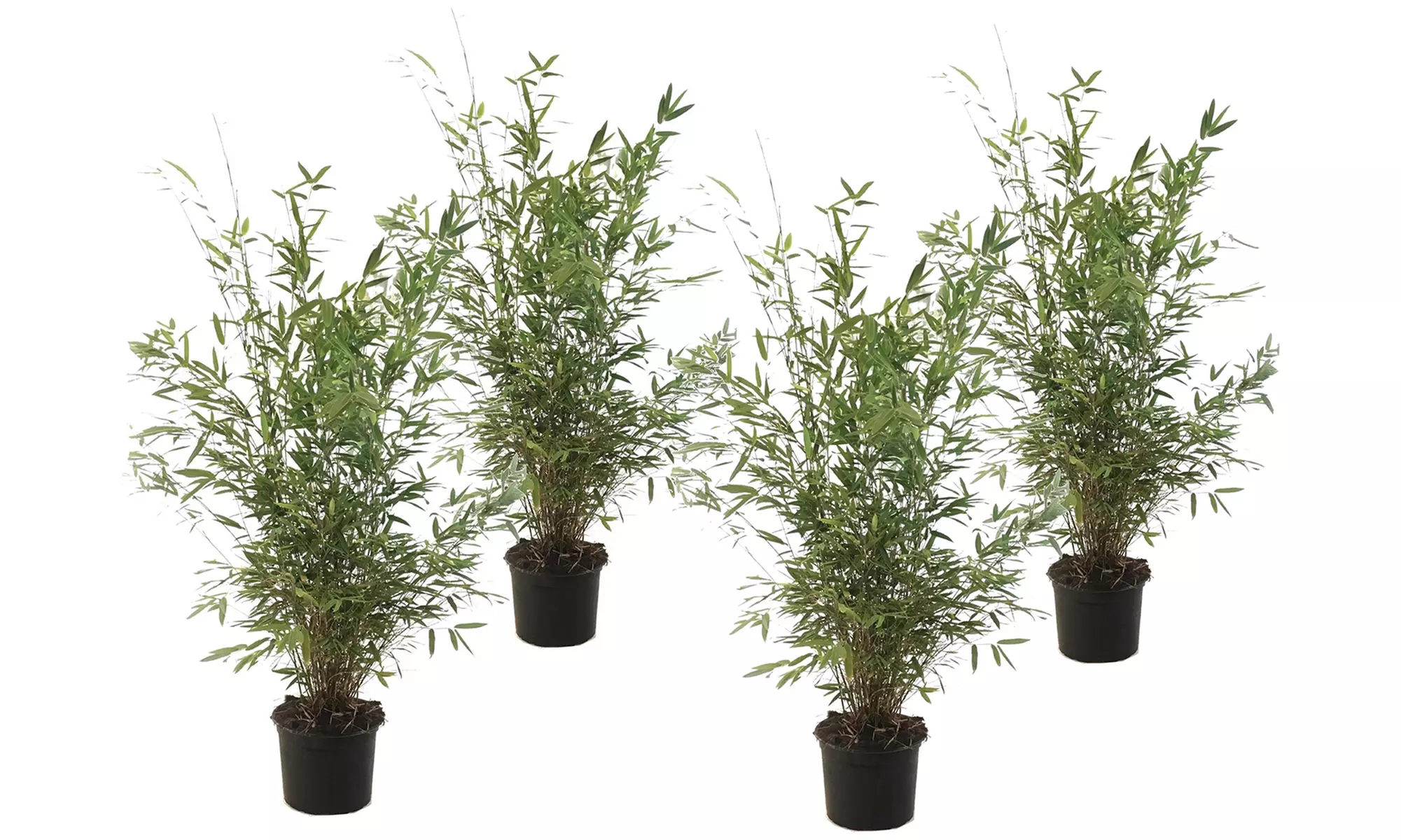 Plantas Fargesia Asian Wonder, Fargesia Rufa o Fargesia Nitida Gansu