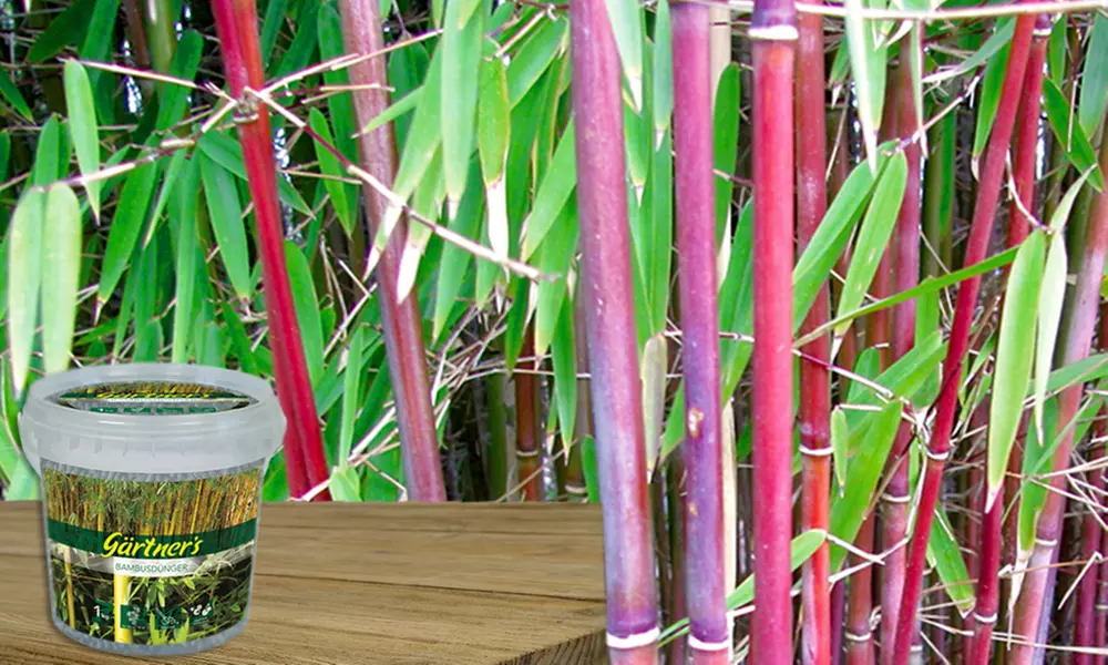 3, 6 oder 9 Pflanzen Roter Bambus „Chinese Wonder“, optional mit Bambus-Dünger - Primary Image
