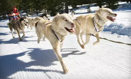 One-Hour Dog Sled Tour for One, Two, or Four at Deerhurst Resort (Up to 60% Off) - Primary Image