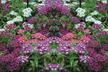 15 or 30 Phlox Pop Stars Plug Plants - Image 3