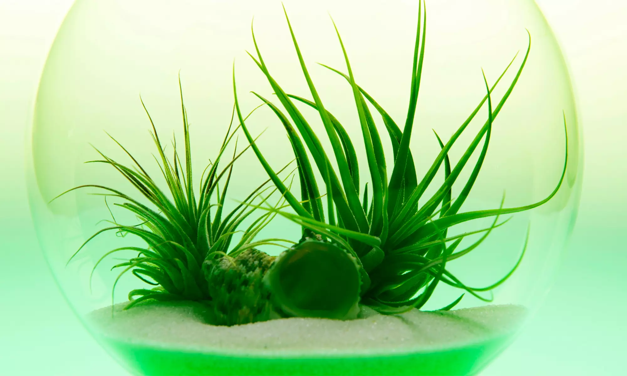 Create Living Art in a Terrarium-Making Workshop - Primary Image