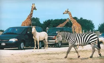 African Safari Wildlife Park Visit on Weekday or Any Day (Up to 73% Off) - Primary Image