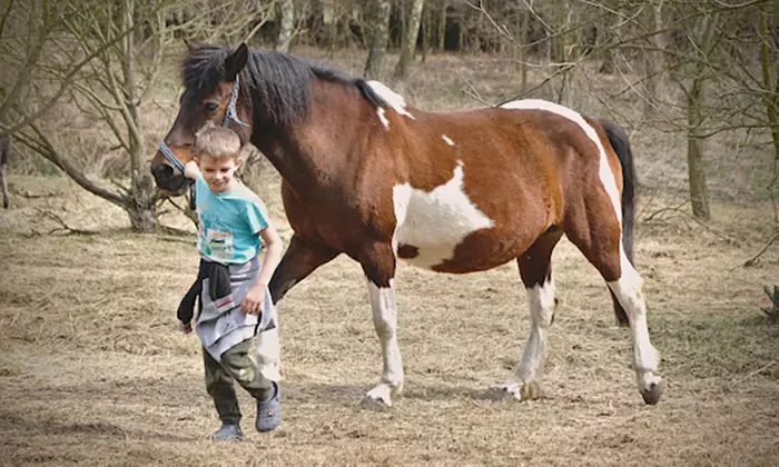 Odkryj urok jazdy konnej: indywidualne sesje lub trening na lonży w KajaKing (do -31%)