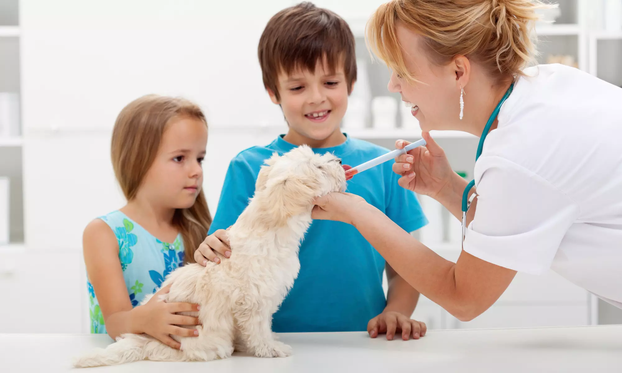 Vet Visit, Exam &﻿ Two Vaccines for One or Two Pets from Pets Premier Mobile Veterinary Clinic (Up to 57% Off)  - Primary Image