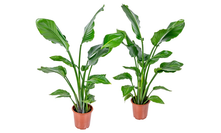 Image 3: Strélitzia arborescent
