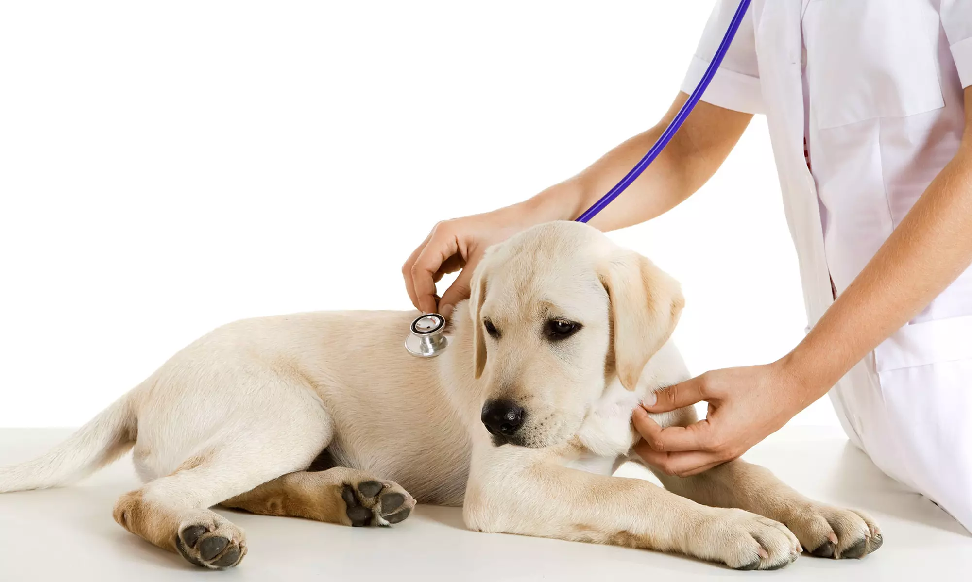 Annual Check-Up with Vaccines for a Cat or Dog at Tamarac Animal Clinic (78% Off) - Primary Image