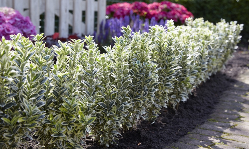 Image 1: Euonymus White Spire