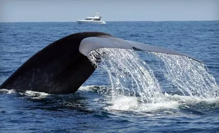 $12 for Two-Hour Evening Blue-Whale-Watching Trip with Dana Wharf Whale Watching (Up to $25 Value) - Primary Image