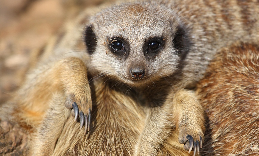 Image 5: Zoo Entry: Child £7.95, Adult £11.45 at Dudley Zoo and Castle