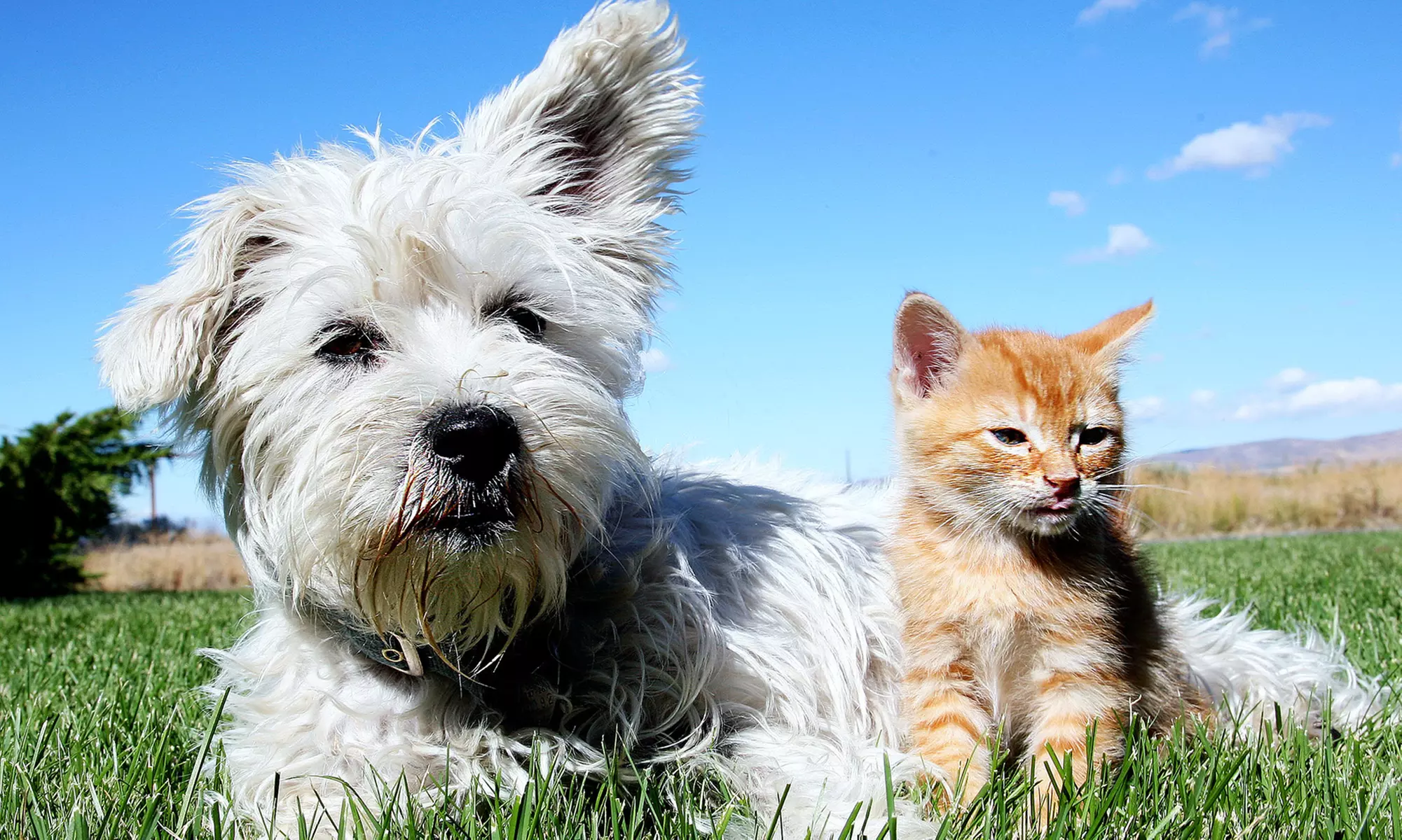$9.99 for a One-Year Missing-Pet-Locator Membership from Pet Locator USA ($24.95 Value) - Primary Image
