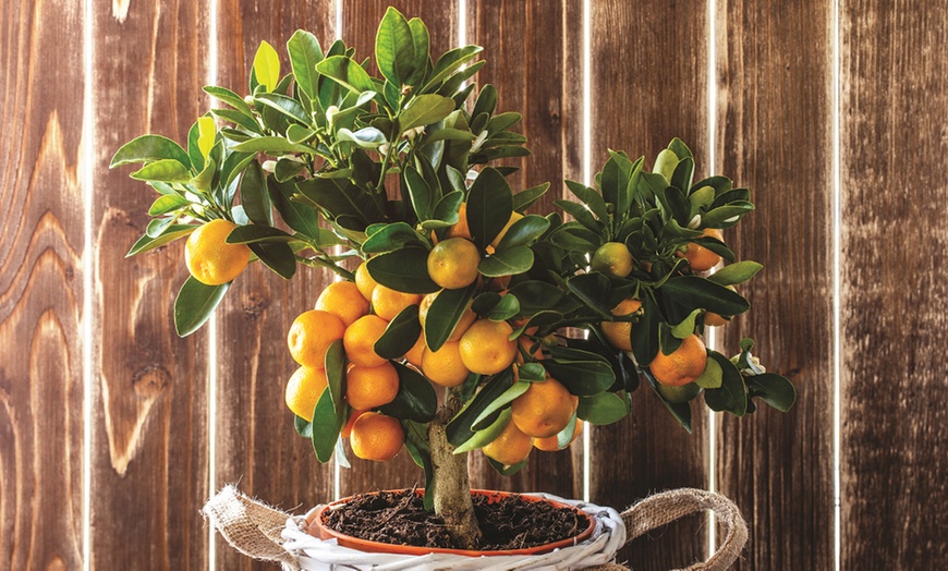 Image 7: Citrus Trees Collection Lemon, Lime or Orange -1, 2 or 3 Potted Plants