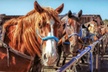 Horseback Trail Rides with Cookouts, or Two-Hour Trail Rides at M Diamond Ranch (Up to 43% Off). Six Options Available. - Second Medium