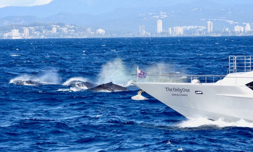 Image 10: 2.5-Hour Whale Watching Tour for 1 Child Age 3-13 or 1, 2, or 4 Adults