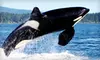 Three-Hour Whale-Watching Tour for One, Two, or Four from Aquamarine Adventures in Ucluelet (Up to 58% Off)