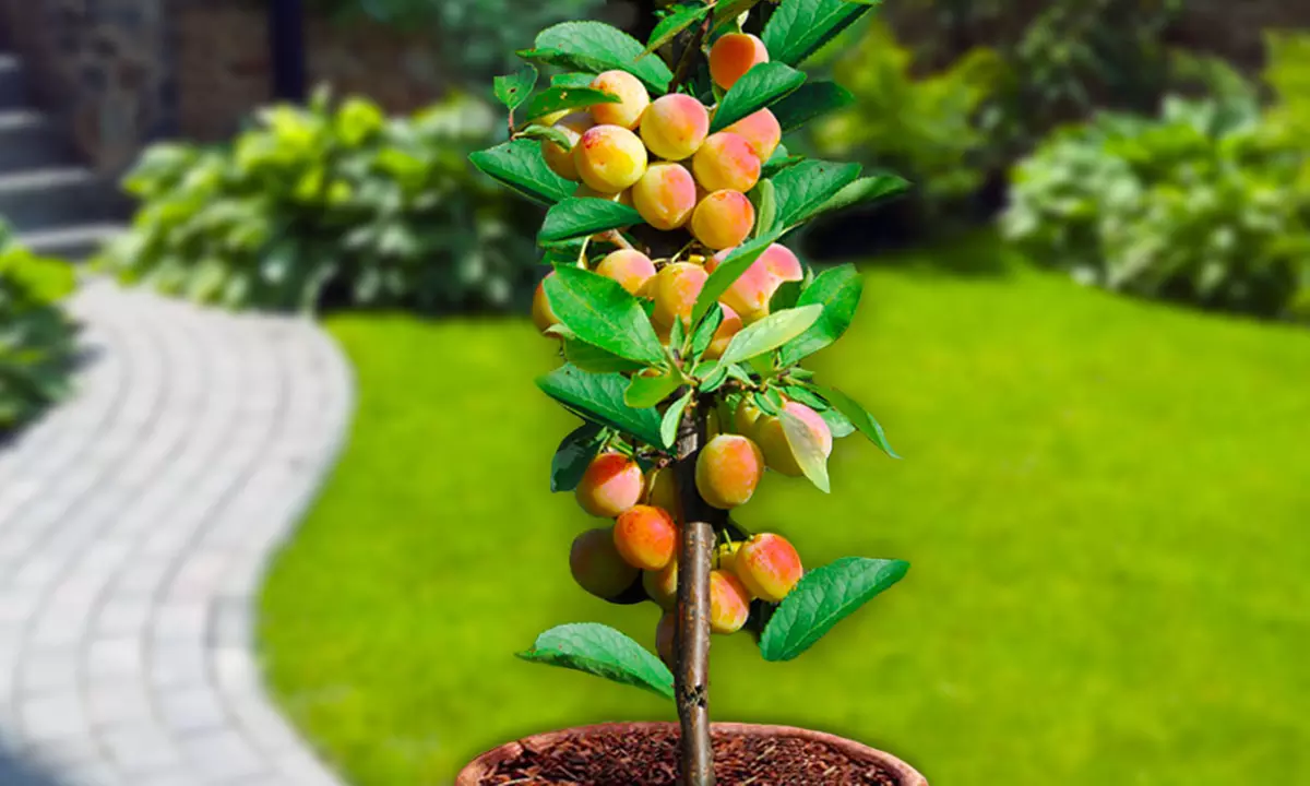 1 of 2 sets van 6 fruitbomen