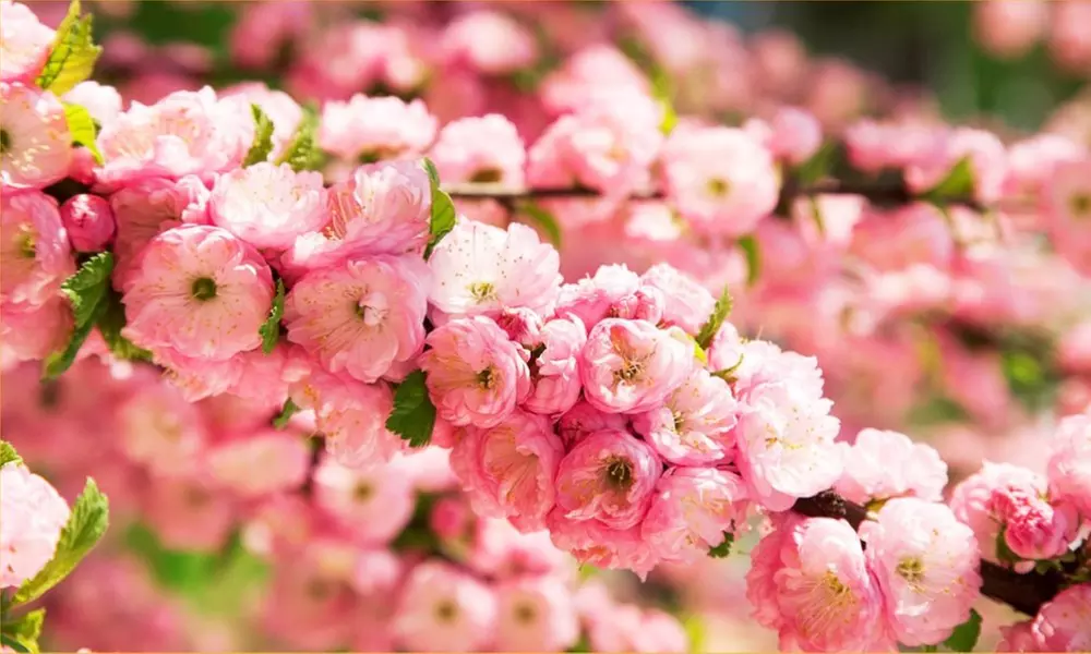 Double Flowering Cherry-Almond Tree from £19.99 With Free Delivery (Up to 65% Off) - Image 2