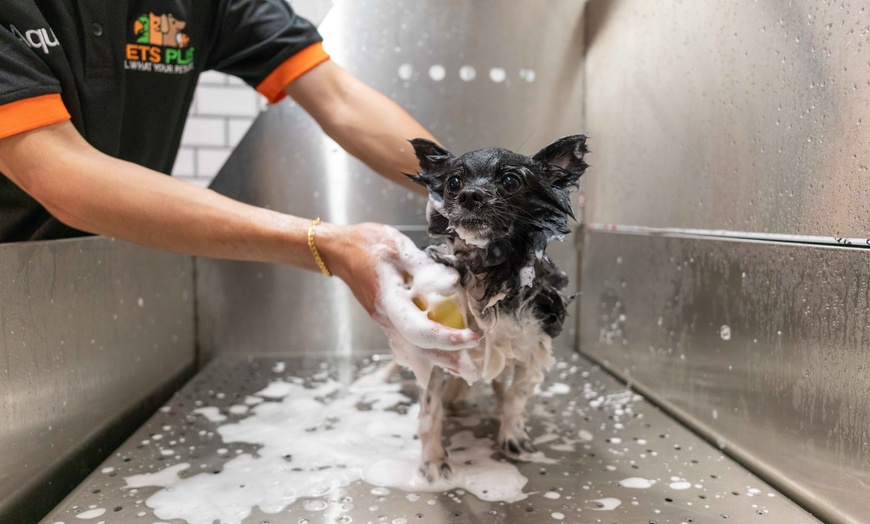 Image 4: Dog or Cat Grooming Session