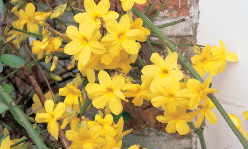 Image 2: Winter Flowering Yellow Jasmine