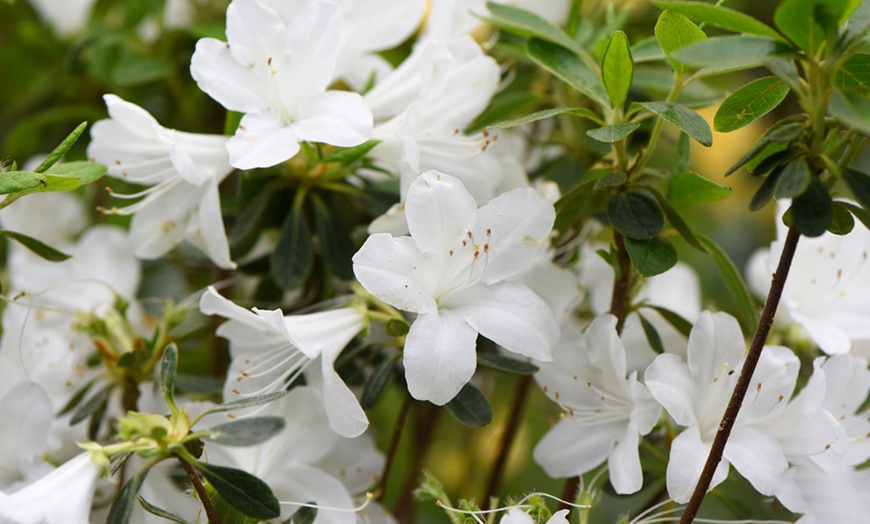 Image 6: Up to Four Hardy Dwarf Azalea Collection Plants