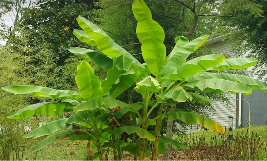 Image 2: Japanese Banana Plants