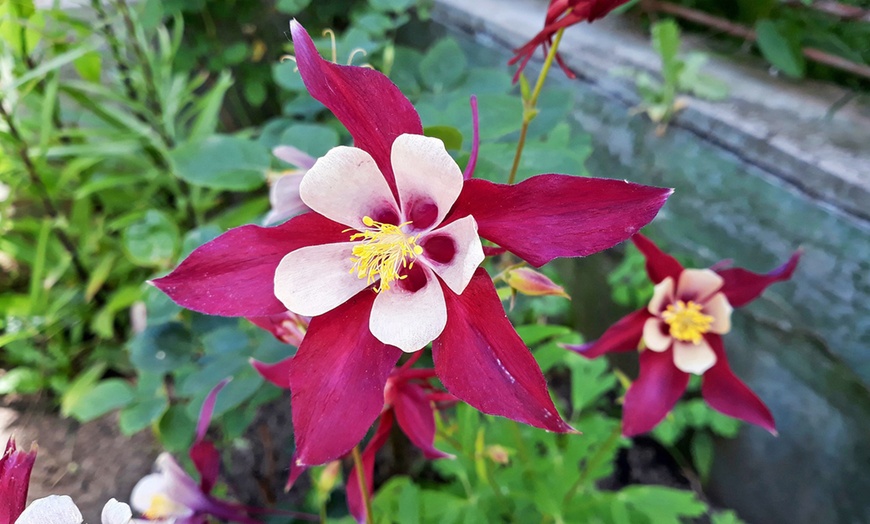 Image 2: Three or Six Bare Roots of Aquilegia Mckana Hybrids