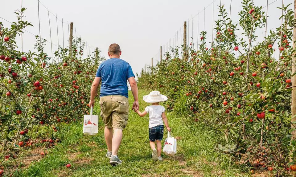 Orchard Admission Package for One, Two, or Four at Weston Orchard and Vineyard (Up to 50% Off) - Second Medium