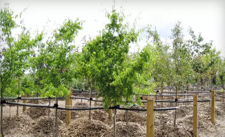 Locally Grown Trees and Shrubs at Bentley Ridge Tree Farm & Nursery (Half Off). Three Options Available.  - Primary Image
