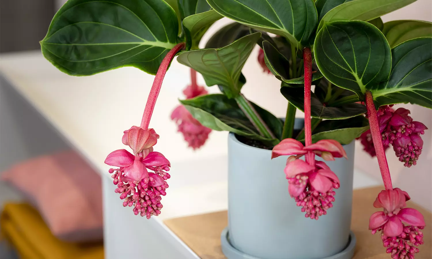 1 ou 2 plants de Medinilla Magnifica Pinatubo 35-45 cm, livrés en pot - Primary Image