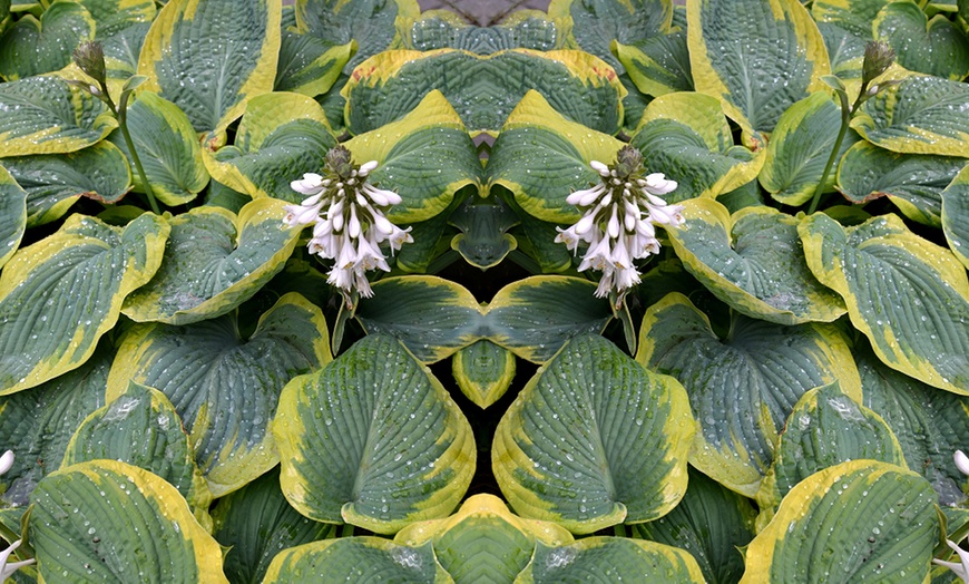 Image 6: Up to Six Hosta Giant Leaved Mix Bare Roots