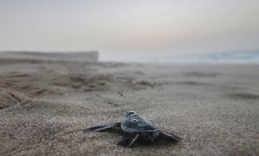 Image 9: Oman: Up to 2 Nights with Museum Entry