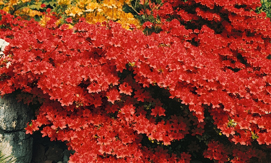 Image 2: 9cm Evergreen Hardy Shrubs