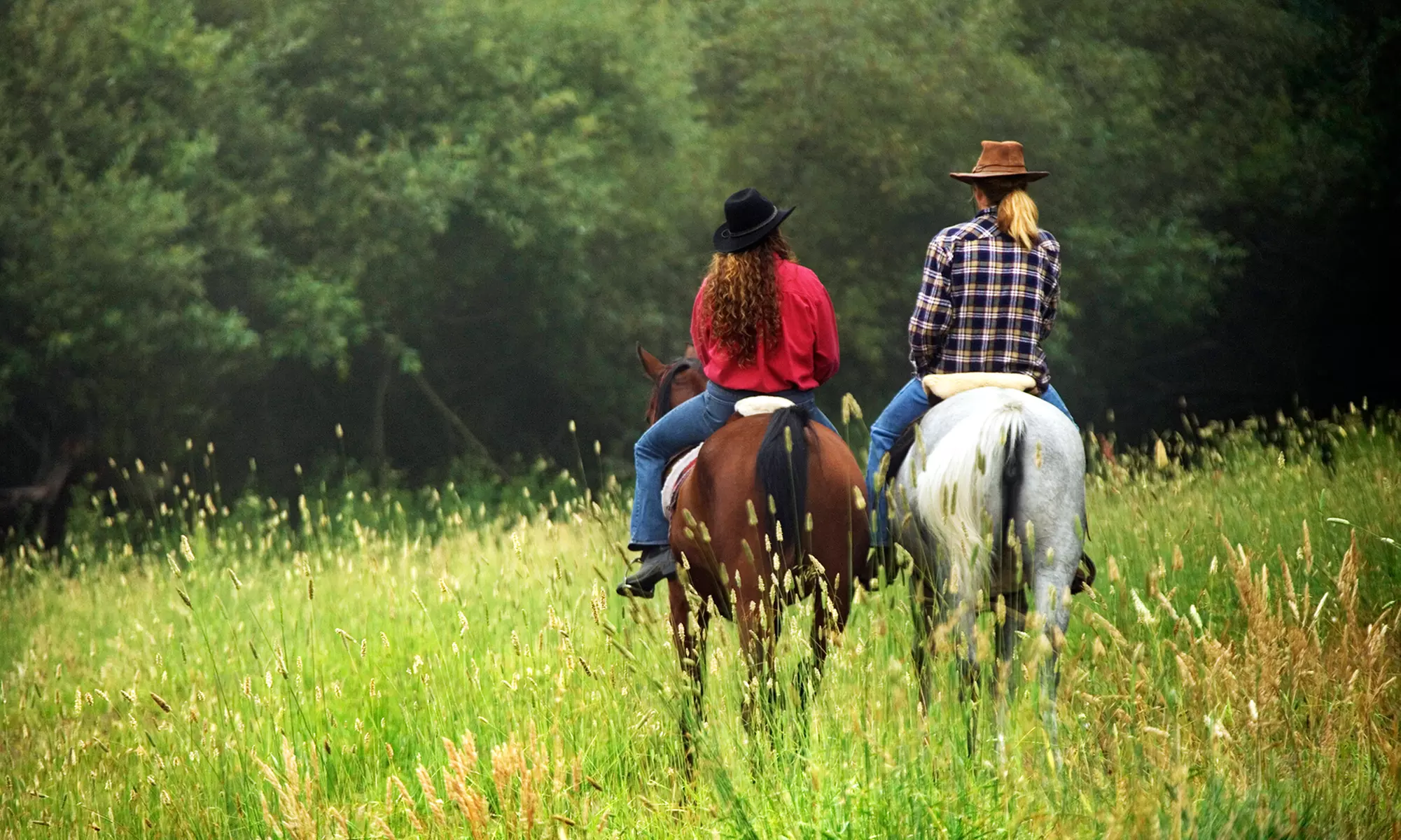 One-Hour Horseback Trail Ride for Two or Four with Optional Drinks from Wolfshohl Horse Training (Up to 60% Off) - Primary Image