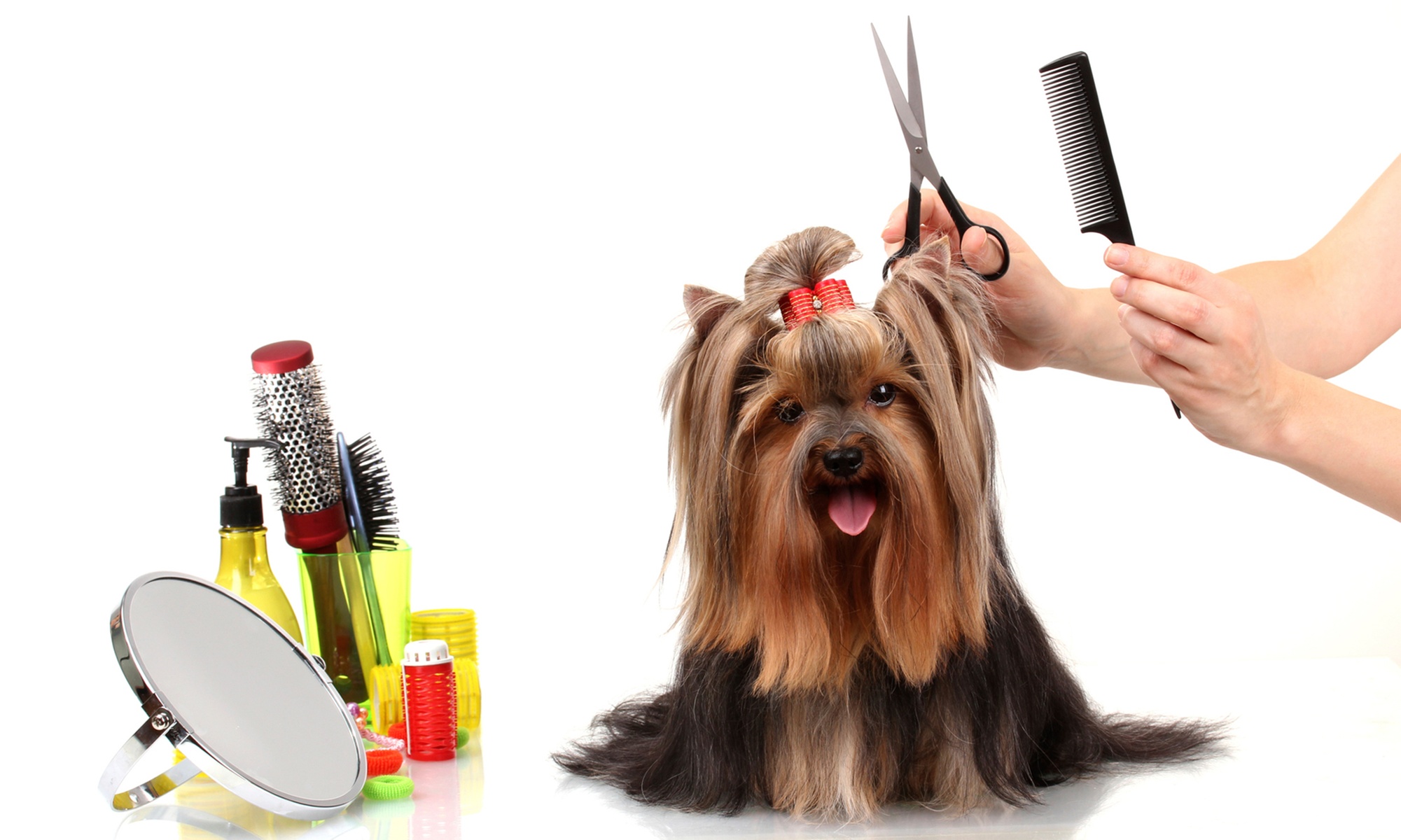 Up to 20% Off on Pet Grooming at ma pet grooming