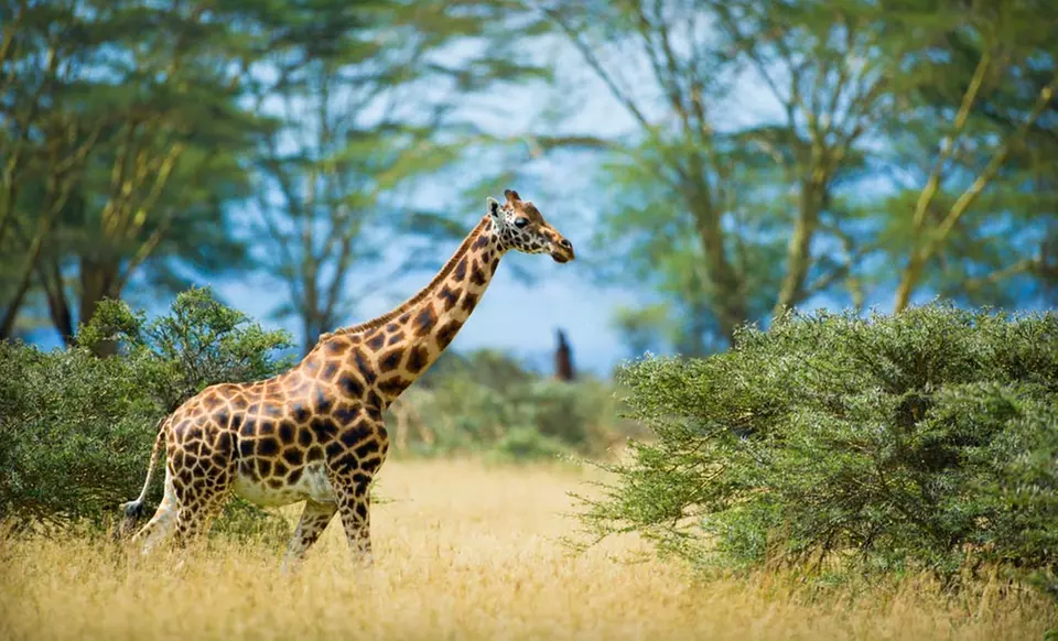 Eight-Day Tour of Kenya with Airfare, Accommodations, Some Meals, and Game Drives from Africa Answers - Primary Image