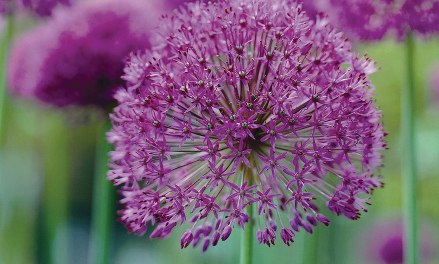 Image 1: 15 or 30 Allium Purple Sensation Bulbs