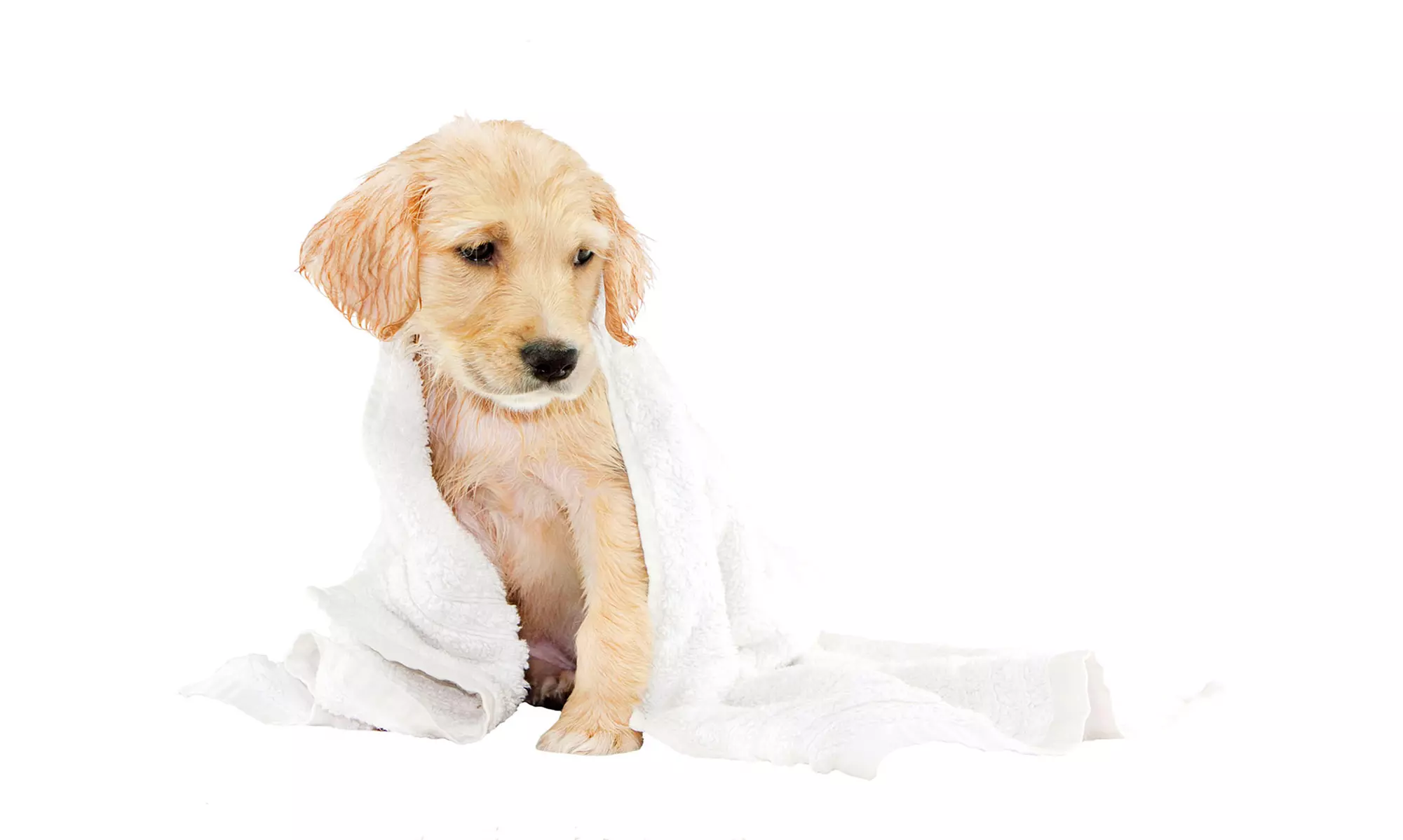 Bath, Blow-Dry, and Brush Out for a Dog at Winston and Friendz (Up to 58% Off) - Primary Image