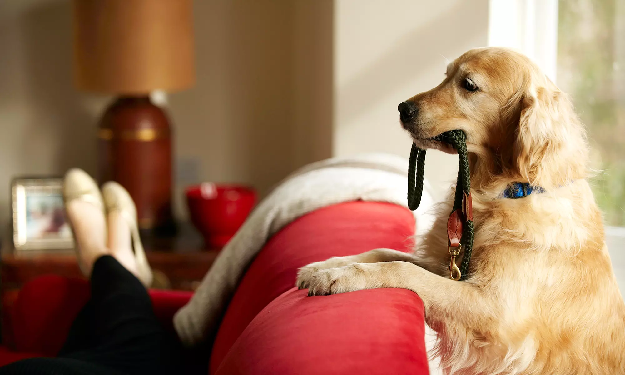 Five Dog Walks, Five Home Visits, or One Hour of Pet Taxiing from Drool Dog Walking﻿ (Up to 53% Off) - Primary Image