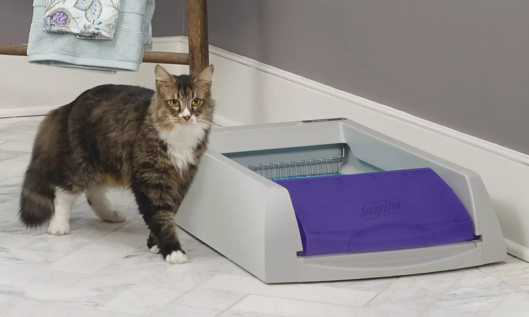 PetSafe ScoopFree Litter Boxes - Primary Image