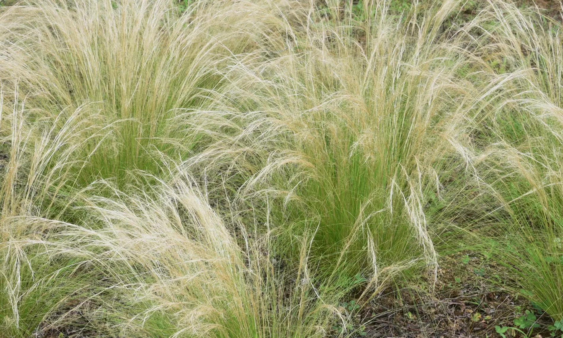 NatureNest 'Zoë'-borderpakket